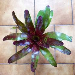 Neoregelia Sundance Big
