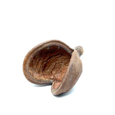 Badam - Coque décorative, élément de décor, support Tillandsia