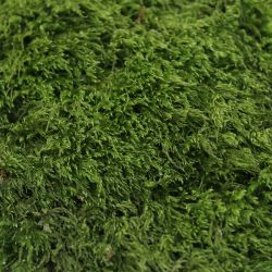 Mousse des Forets décoration naturelle pour terrarium et composition florale