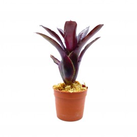 Neoregelia rubrifolia - Plante épiphyte idéale pour Terrarium à Dendrobates