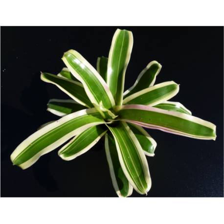 Neoregelia Schultessiana variegata