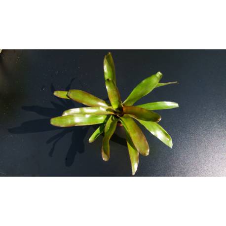 Neoregelia Schultessiana