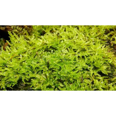 Mousse de Java - Vesicularia dubyana mousse tropicale décorative pour terrarium, paludarium, aquarium