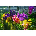 Orchidées pour Terrarium